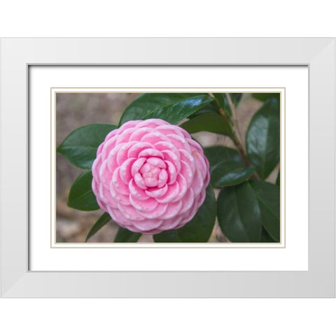 Pink Passion Camillia White Modern Wood Framed Art Print with Double Matting by Coppel, Anna