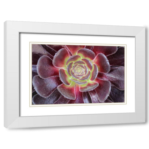 Bright Succulent White Modern Wood Framed Art Print with Double Matting by Coppel, Anna