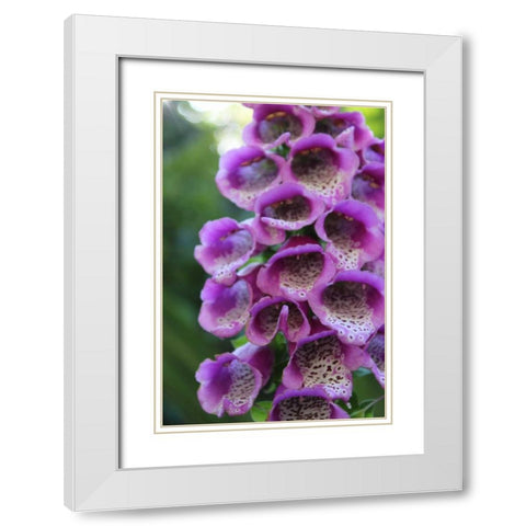 Purple Trailing Flower White Modern Wood Framed Art Print with Double Matting by Coppel, Anna
