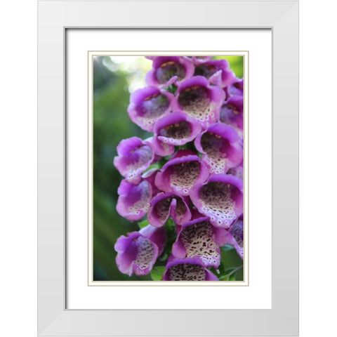 Purple Trailing Flower White Modern Wood Framed Art Print with Double Matting by Coppel, Anna