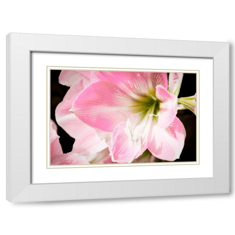 Soft Petals White Modern Wood Framed Art Print with Double Matting by Coppel, Anna