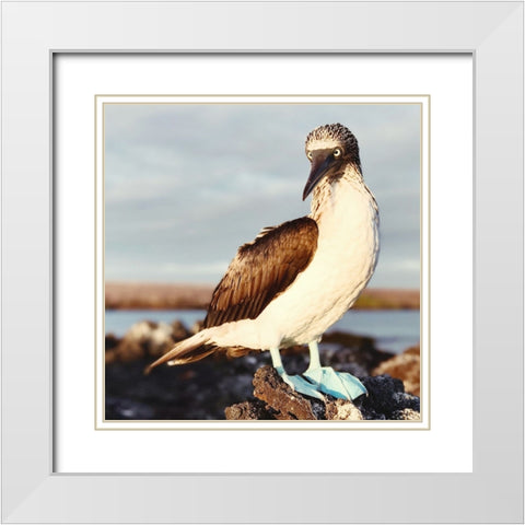 Blue Footed Booby White Modern Wood Framed Art Print with Double Matting by Coppel, Anna