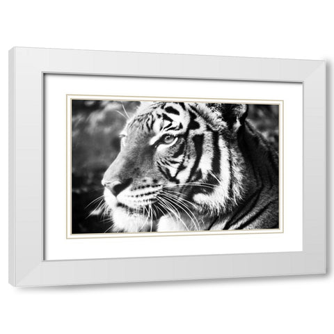 Deep Tiger White Modern Wood Framed Art Print with Double Matting by Peck, Gail