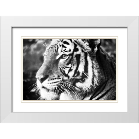 Deep Tiger White Modern Wood Framed Art Print with Double Matting by Peck, Gail