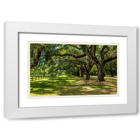 Boone Hall White Modern Wood Framed Art Print with Double Matting by Bill Carson Photography