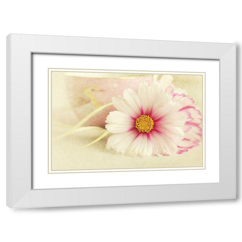 Soft Rose Daisy White Modern Wood Framed Art Print with Double Matting by Gardner, Sarah