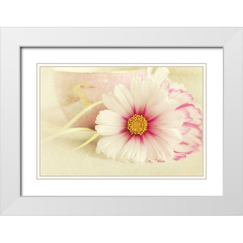 Soft Rose Daisy White Modern Wood Framed Art Print with Double Matting by Gardner, Sarah
