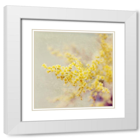 Yellow Blooms in Spring White Modern Wood Framed Art Print with Double Matting by Gardner, Sarah