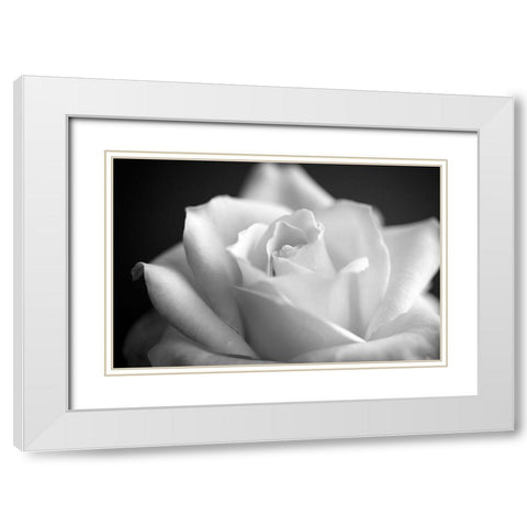 Blooming White Rose White Modern Wood Framed Art Print with Double Matting by Bill Carson Photography