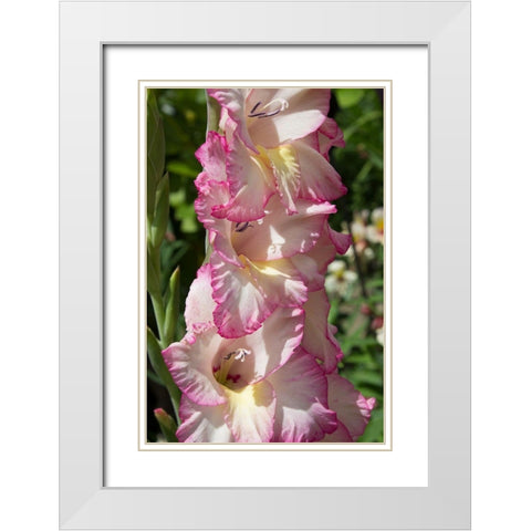 Pink Blooms White Modern Wood Framed Art Print with Double Matting by Coppel, Anna