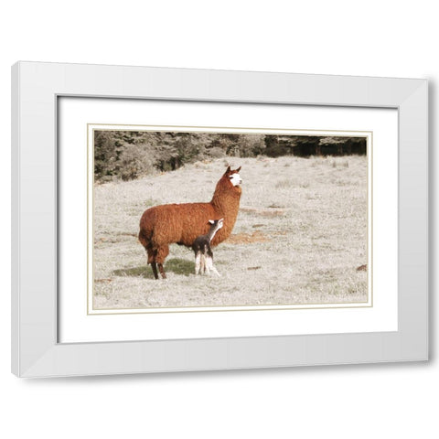 Baby Llama Mama White Modern Wood Framed Art Print with Double Matting by Coppel, Anna