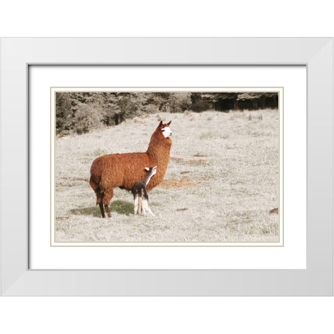 Baby Llama Mama White Modern Wood Framed Art Print with Double Matting by Coppel, Anna