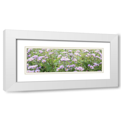 Daisy Field White Modern Wood Framed Art Print with Double Matting by Coppel, Anna