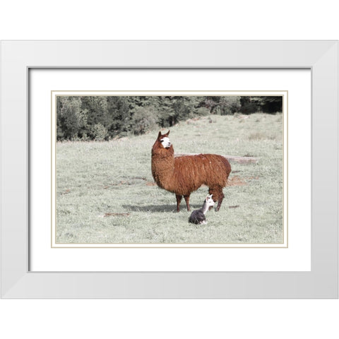 Llama Mama White Modern Wood Framed Art Print with Double Matting by Coppel, Anna