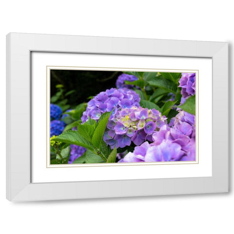 My Garden Blooms White Modern Wood Framed Art Print with Double Matting by Bonnett, Stede