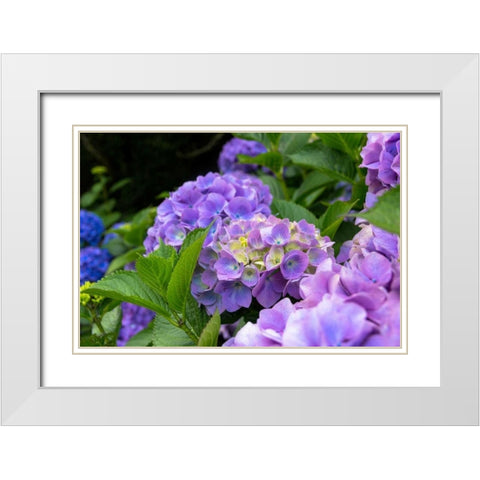 My Garden Blooms White Modern Wood Framed Art Print with Double Matting by Bonnett, Stede