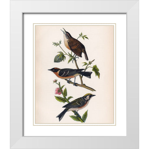 Bird Branch White Modern Wood Framed Art Print with Double Matting by Piddix