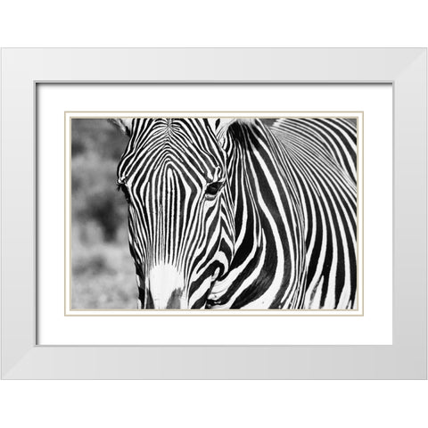 Zebra Stare White Modern Wood Framed Art Print with Double Matting by Walker, Carol
