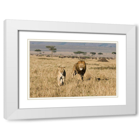 The Lion Chase White Modern Wood Framed Art Print with Double Matting by Walker, Carol