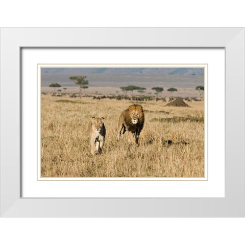 The Lion Chase White Modern Wood Framed Art Print with Double Matting by Walker, Carol