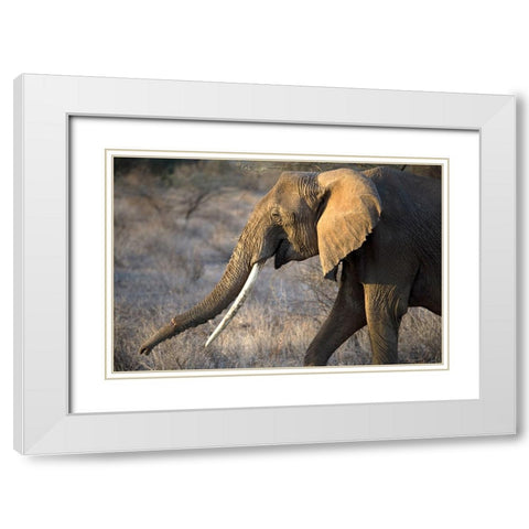 Gazing Elephant White Modern Wood Framed Art Print with Double Matting by Walker, Carol