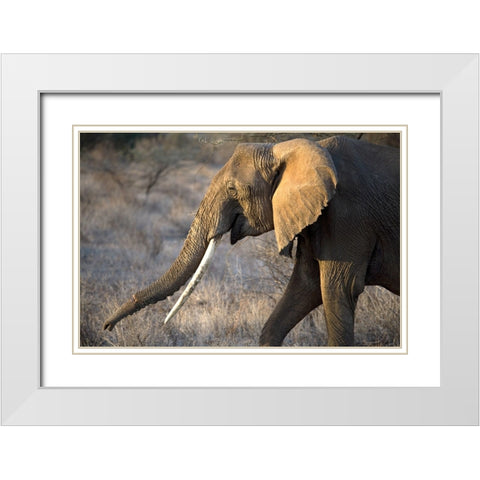 Gazing Elephant White Modern Wood Framed Art Print with Double Matting by Walker, Carol