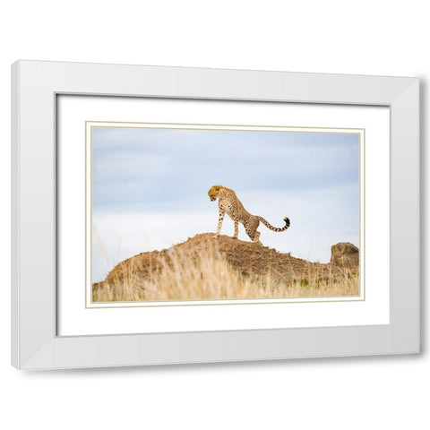 Prideful Cheetah White Modern Wood Framed Art Print with Double Matting by Walker, Carol