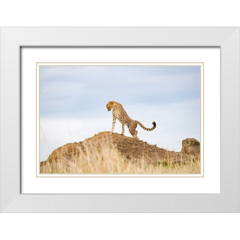 Prideful Cheetah White Modern Wood Framed Art Print with Double Matting by Walker, Carol