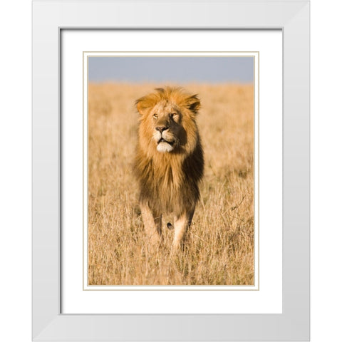 King of The Pride White Modern Wood Framed Art Print with Double Matting by Walker, Carol