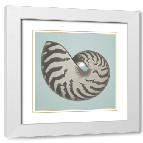 Noir Shell on Teal I White Modern Wood Framed Art Print with Double Matting by Rodriguez, Jairo
