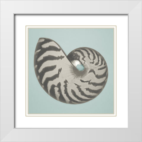 Noir Shell on Teal I White Modern Wood Framed Art Print with Double Matting by Rodriguez, Jairo