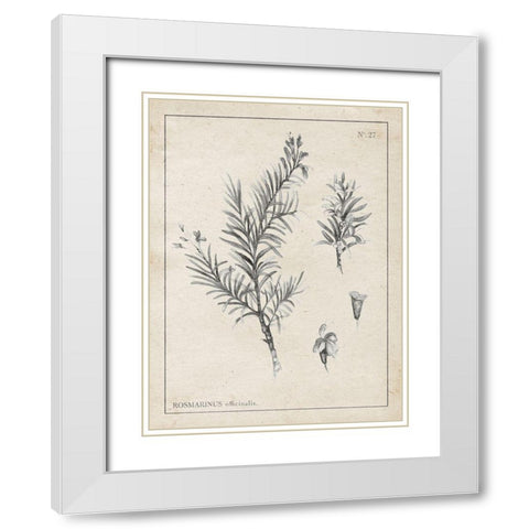 Latin Botanicals I White Modern Wood Framed Art Print with Double Matting by Gaynor, Janice