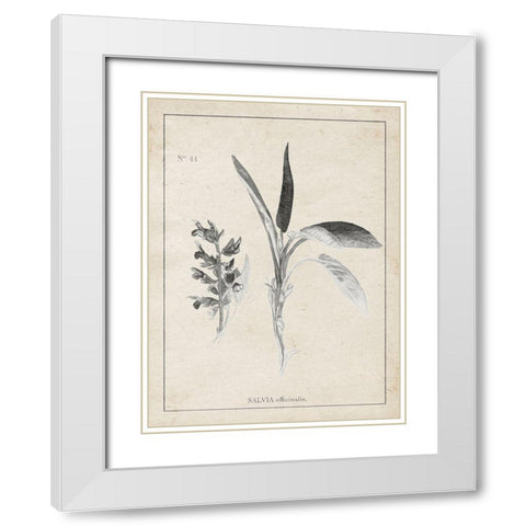 Latin Botanicals II White Modern Wood Framed Art Print with Double Matting by Gaynor, Janice
