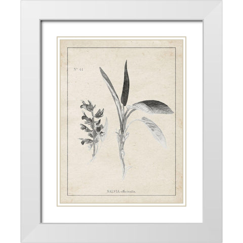 Latin Botanicals II White Modern Wood Framed Art Print with Double Matting by Gaynor, Janice