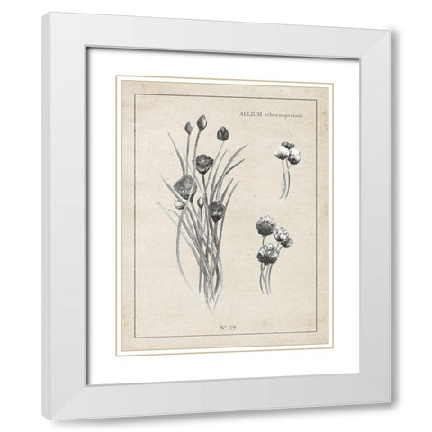 Latin Botanicals III White Modern Wood Framed Art Print with Double Matting by Gaynor, Janice
