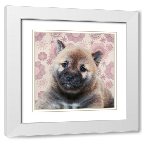 Shiba Inu Portrait White Modern Wood Framed Art Print with Double Matting by Metz, Andi