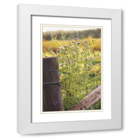 Flowers On The Fence I White Modern Wood Framed Art Print with Double Matting by Peck, Gail