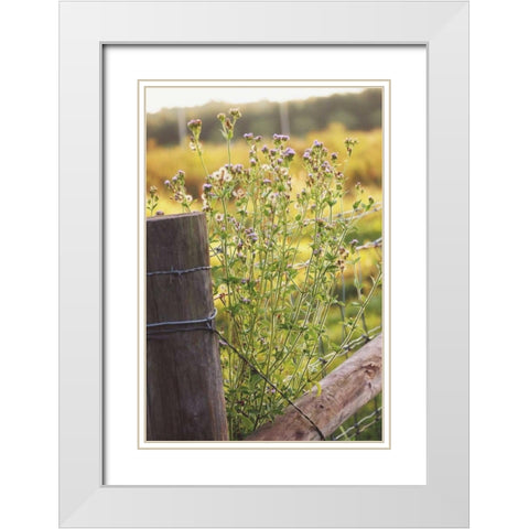 Flowers On The Fence I White Modern Wood Framed Art Print with Double Matting by Peck, Gail