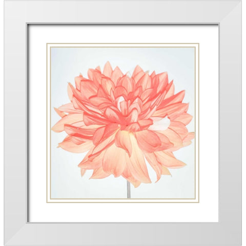 Pink Blooms White Modern Wood Framed Art Print with Double Matting by Peck, Gail