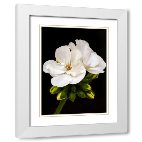 White Blooms White Modern Wood Framed Art Print with Double Matting by Peck, Gail