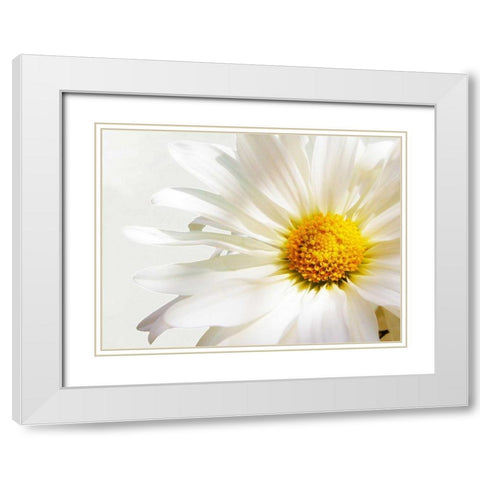 White Floating Daisy White Modern Wood Framed Art Print with Double Matting by Peck, Gail