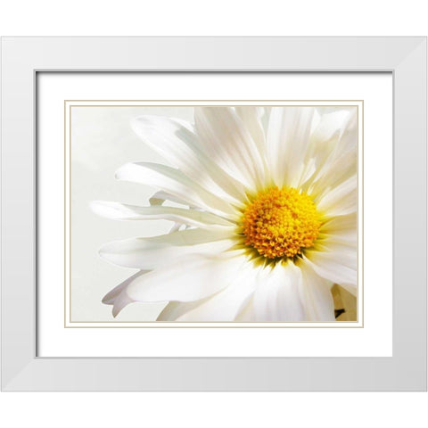 White Floating Daisy White Modern Wood Framed Art Print with Double Matting by Peck, Gail
