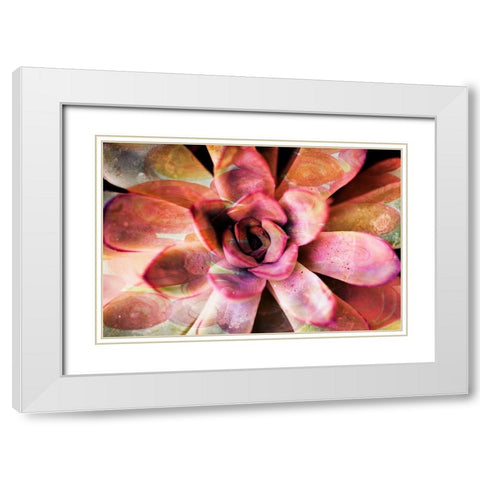 Painted Succulent White Modern Wood Framed Art Print with Double Matting by James, Nola