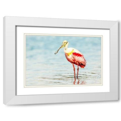 Roseatte Spoonbill White Modern Wood Framed Art Print with Double Matting by Lake, Shelley