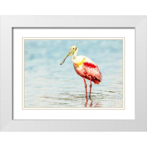Roseatte Spoonbill White Modern Wood Framed Art Print with Double Matting by Lake, Shelley