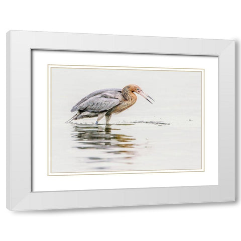 Reddish Egret White Modern Wood Framed Art Print with Double Matting by Lake, Shelley