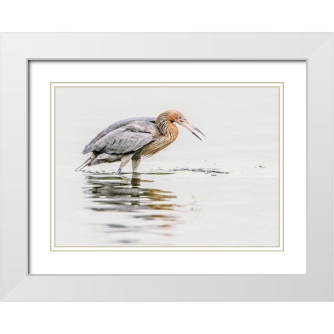 Reddish Egret White Modern Wood Framed Art Print with Double Matting by Lake, Shelley