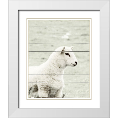 A White Sheep White Modern Wood Framed Art Print with Double Matting by Hyler, JB