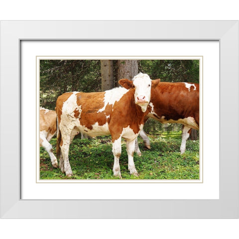 Swiss Cows White Modern Wood Framed Art Print with Double Matting by Hyler, JB