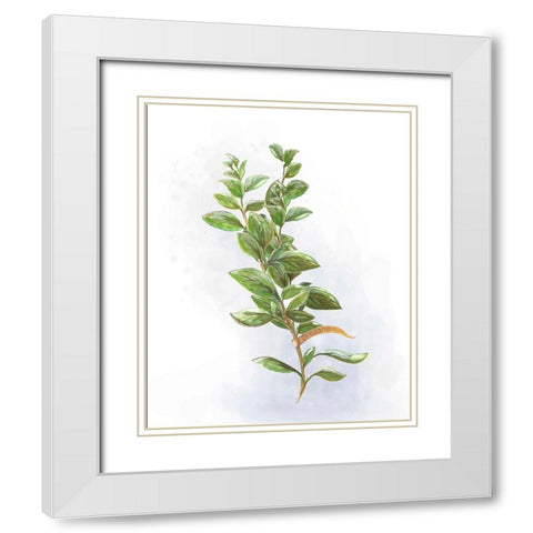 Fresh Herbs V White Modern Wood Framed Art Print with Double Matting by Diannart
